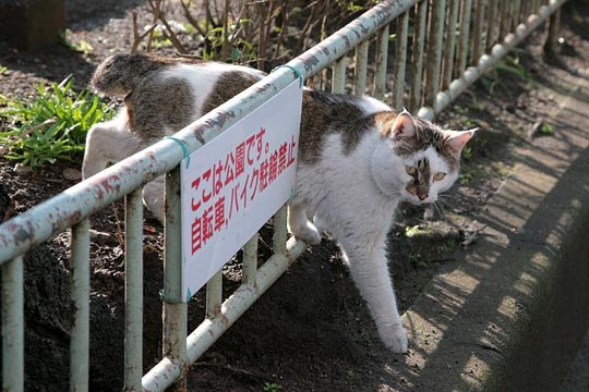 街のねこたち