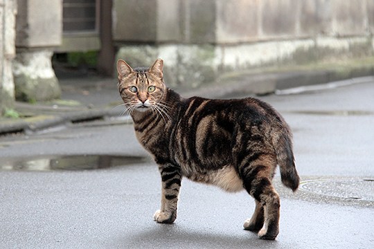 街のねこたち