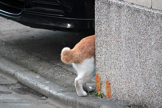 街のねこたち