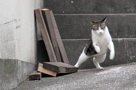 街のねこたち
