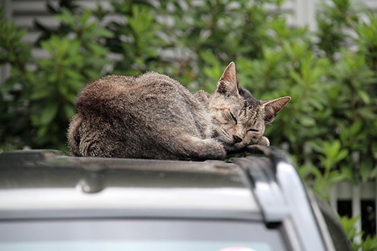 街のねこたち