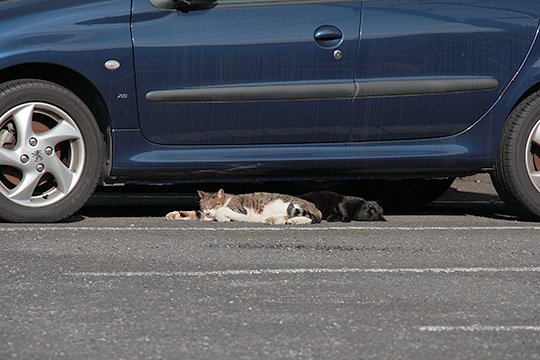 街のねこたち