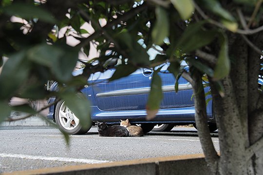 街のねこたち