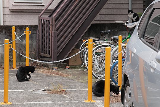 街のねこたち