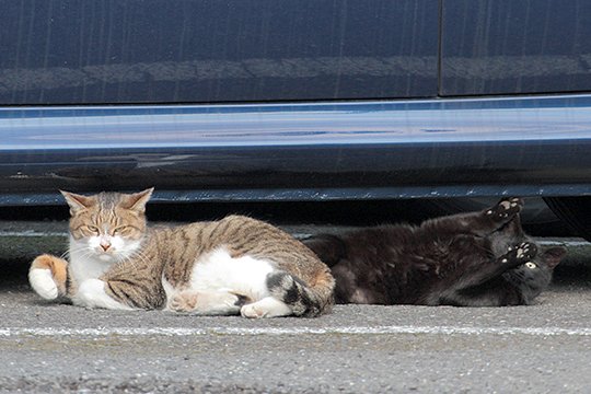 街のねこたち