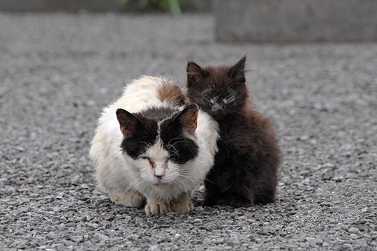 街のねこたち