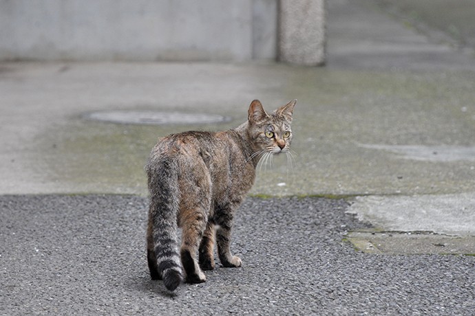 街のねこたち