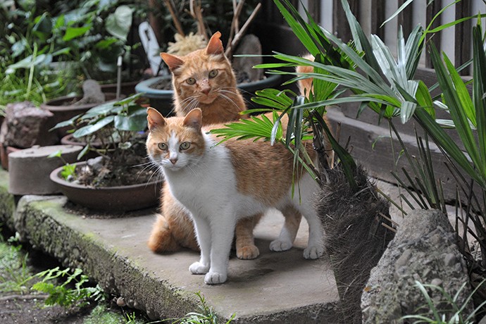 街のねこたち