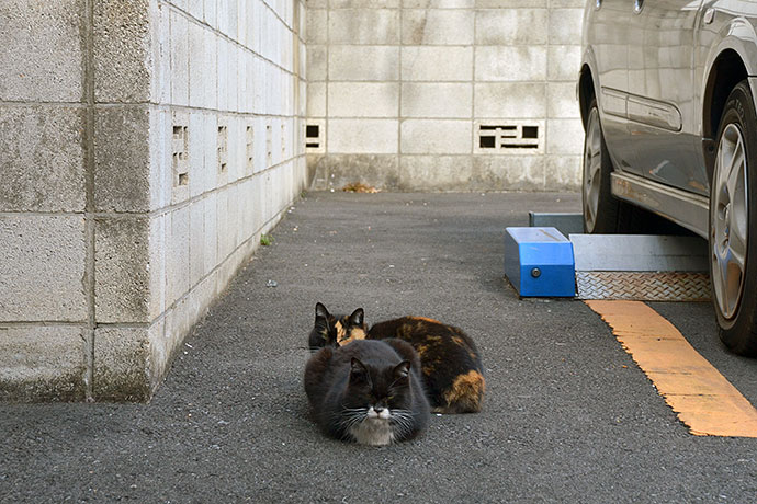 街のねこたち