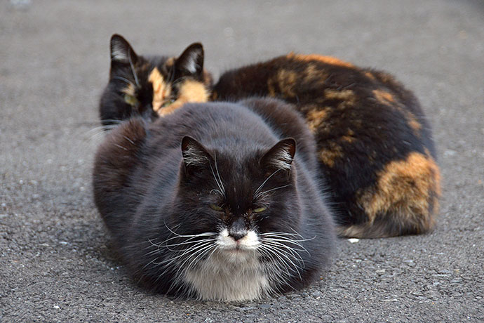 街のねこたち