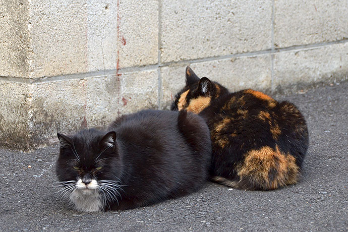 街のねこたち