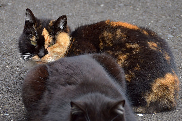 街のねこたち
