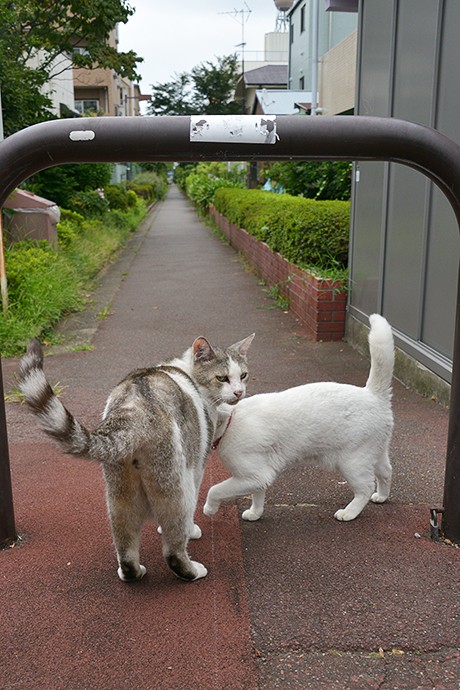 街のねこたち
