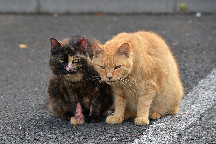 街のねこたち