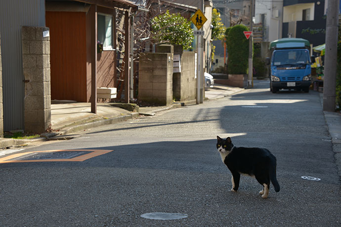 街のねこたち