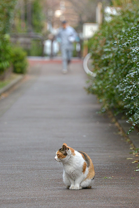 街のねこたち