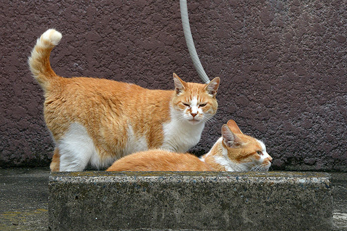 街のねこたち