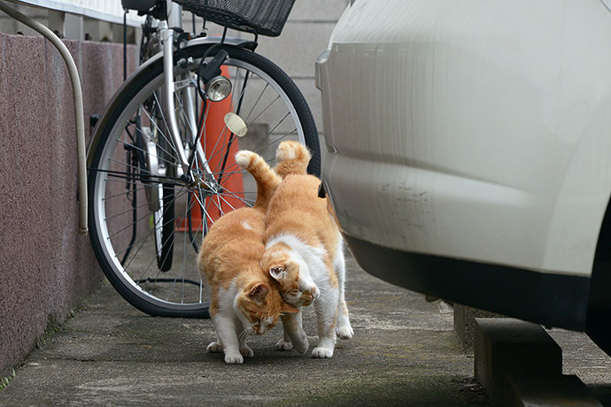 街のねこたち