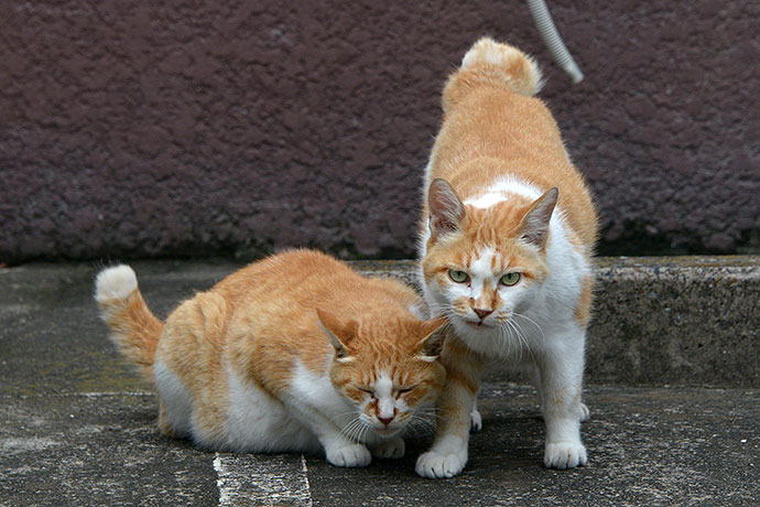 街のねこたち