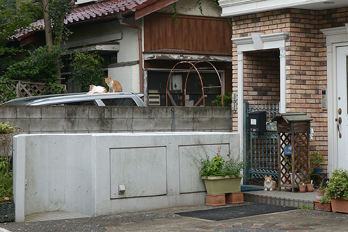 街のねこたち