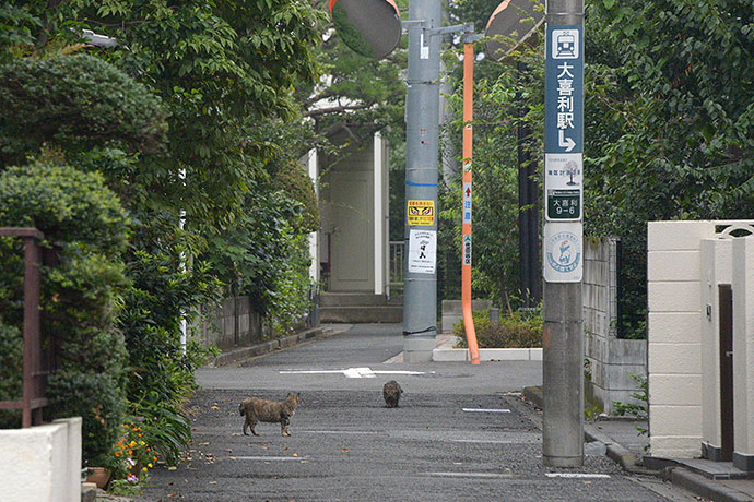 街のねこたち