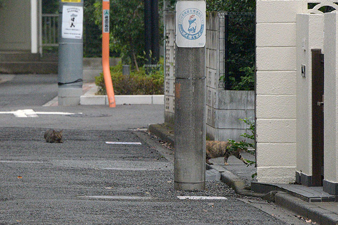 街のねこたち