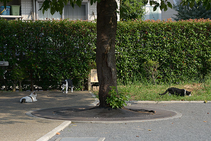 街のねこたち