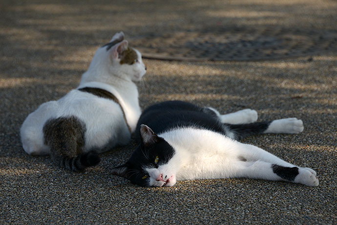 街のねこたち