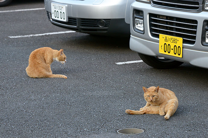 街のねこたち