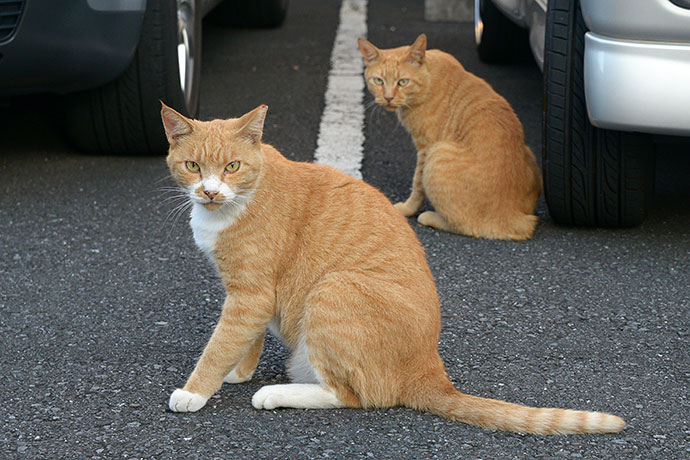 街のねこたち