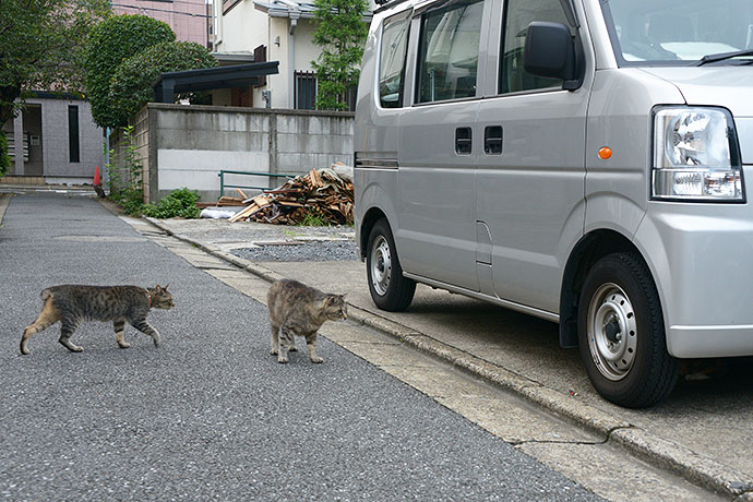 街のねこたち