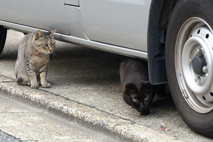 街のねこたち