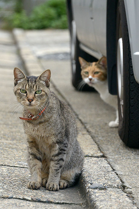 街のねこたち