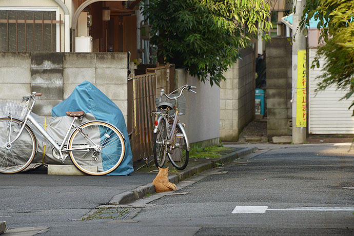 街のねこたち