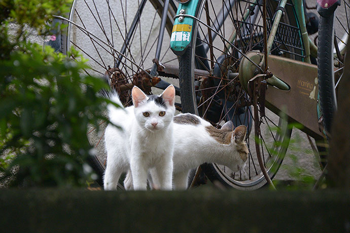 街のねこたち