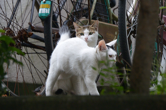 街のねこたち