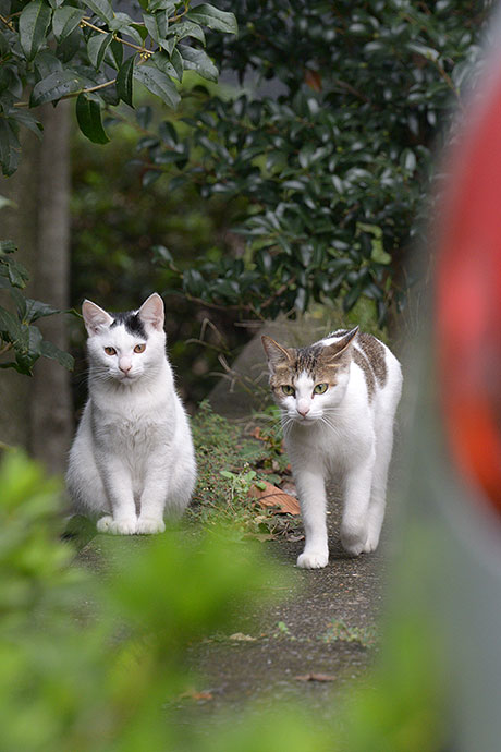 街のねこたち
