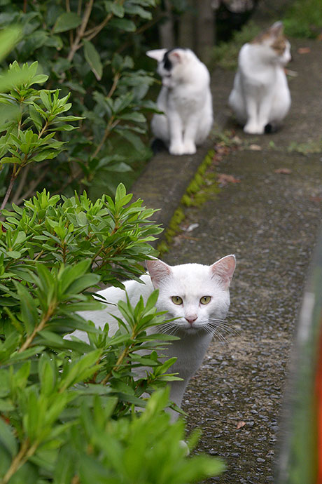 街のねこたち