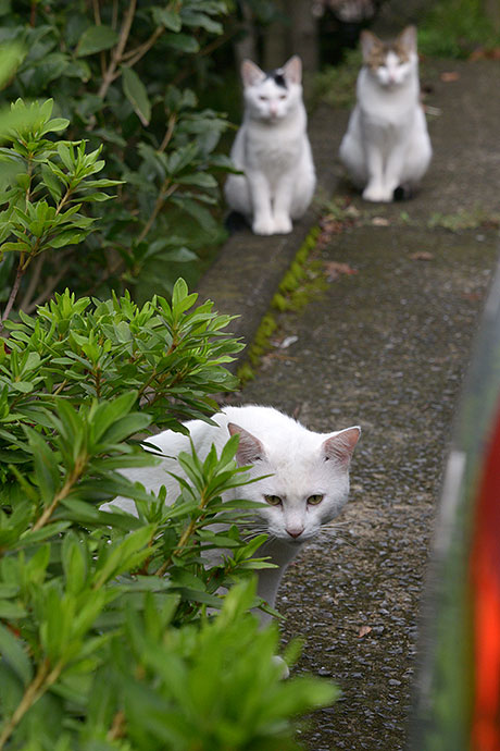 街のねこたち