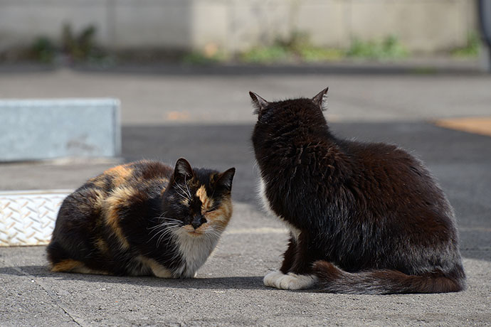 街のねこたち