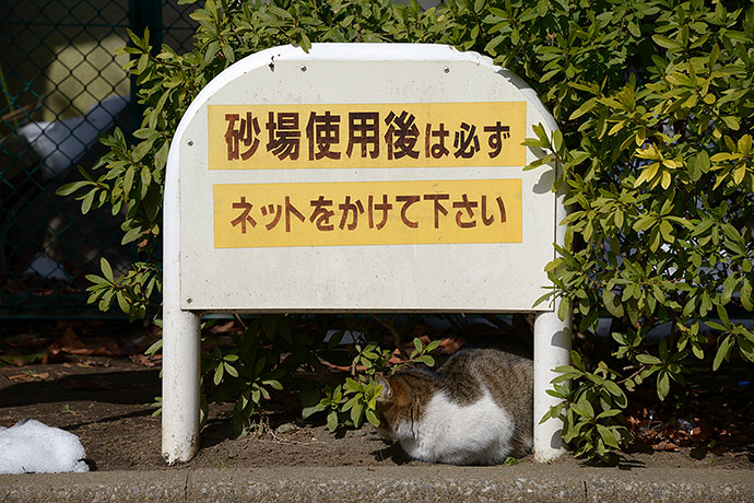 街のねこたち