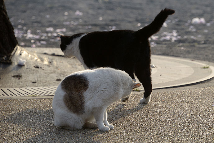 街のねこたち