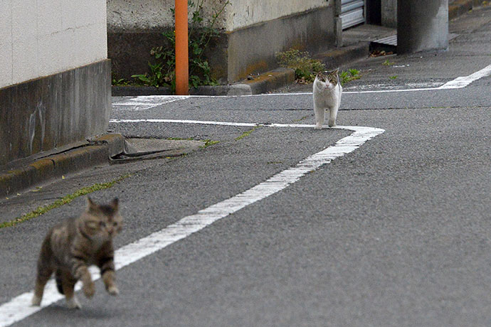 街のねこたち