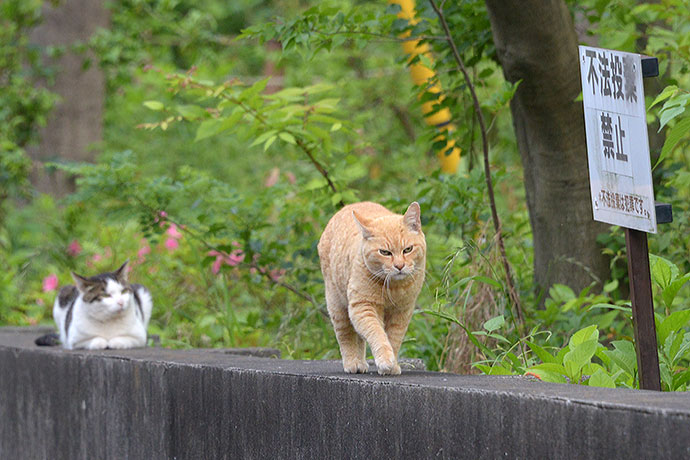 街のねこたち