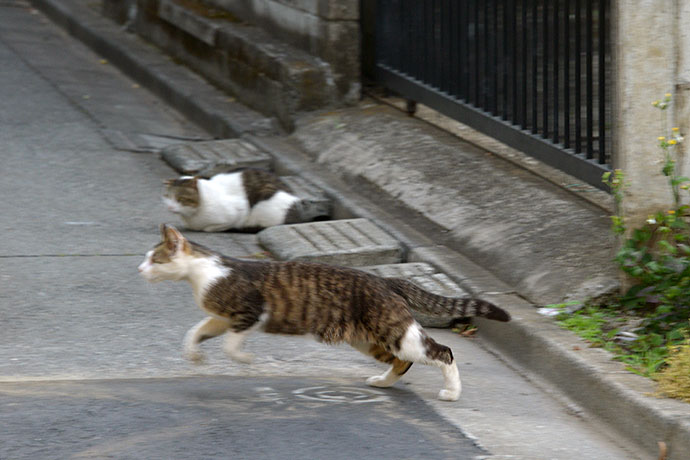 街のねこたち