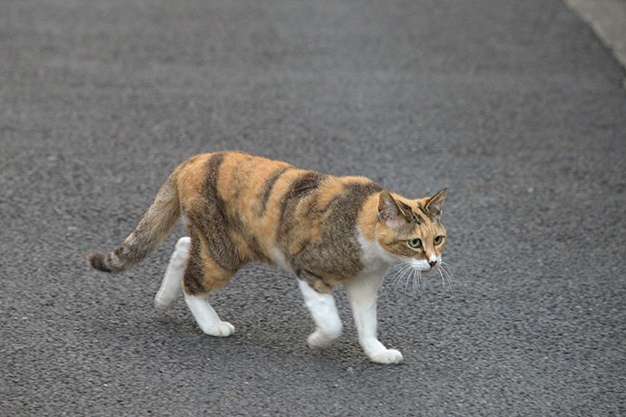 街のねこたち