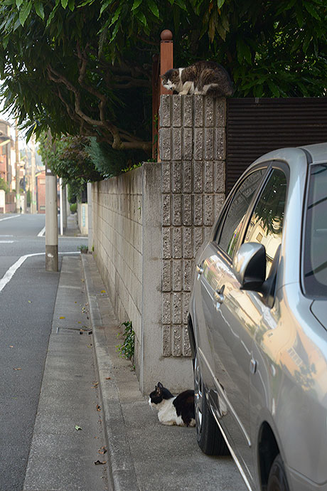 街のねこたち