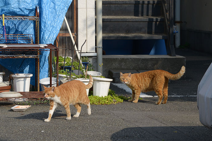 街のねこたち