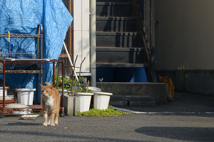 街のねこたち