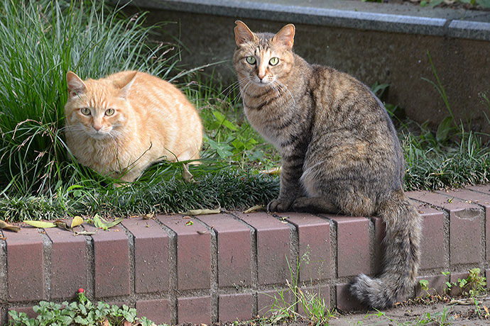 街のねこたち